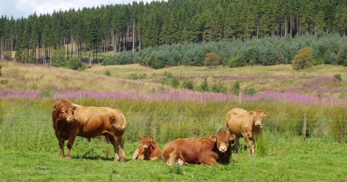 Cattle in Northumberland.